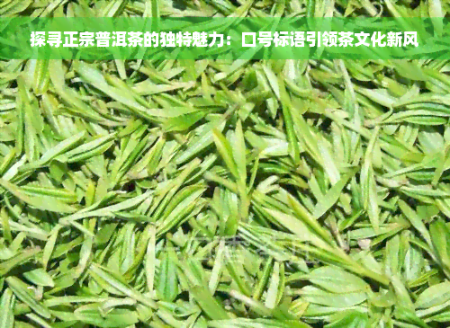 探寻正宗普洱茶的独特魅力：口号标语引领茶文化新风