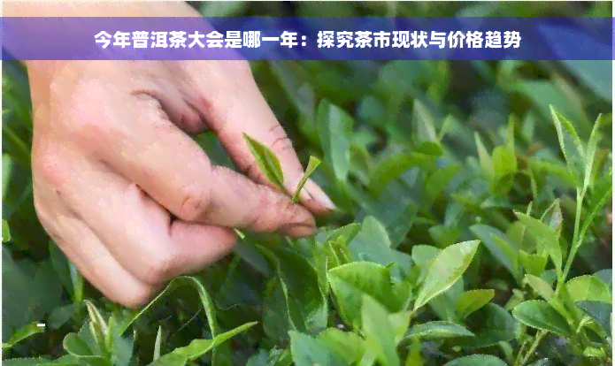 今年普洱茶大会是哪一年：探究茶市现状与价格趋势