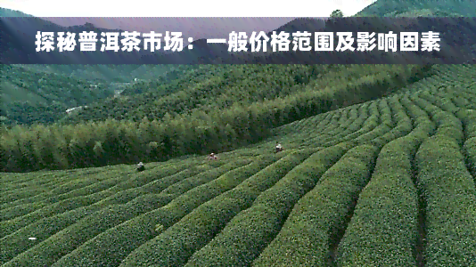 探秘普洱茶市场：一般价格范围及影响因素