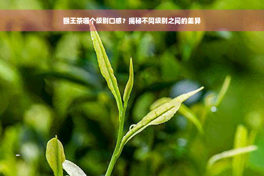 猴王茶哪个级别口感？揭秘不同级别之间的差异