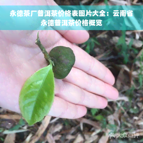 永德茶厂普洱茶价格表图片大全：云南省永德普洱茶价格概览