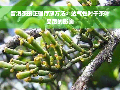 普洱茶的正确存放方法：透气性对于茶叶品质的影响