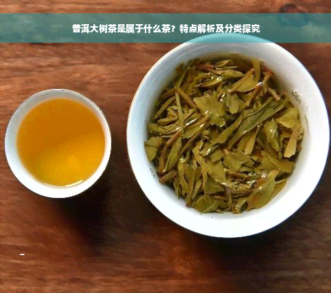 普洱大树茶是属于什么茶？特点解析及分类探究