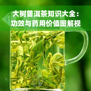 大树普洱茶知识大全：功效与药用价值图解视频