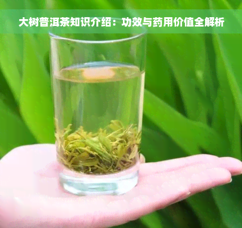 大树普洱茶知识介绍：功效与药用价值全解析