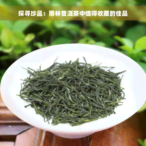 探寻珍品：雨林普洱茶中值得收藏的佳品