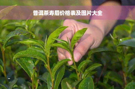 普洱茶寿眉价格表及图片大全