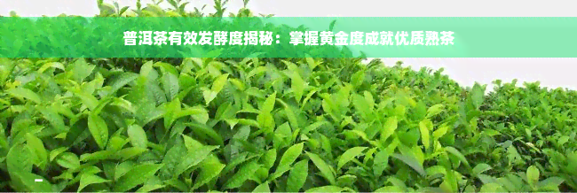 普洱茶有效发酵度揭秘：掌握黄金度成就优质熟茶