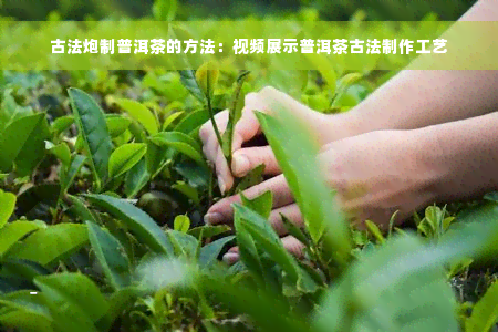 古法炮制普洱茶的方法：视频展示普洱茶古法制作工艺