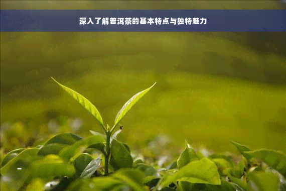 深入了解普洱茶的基本特点与独特魅力