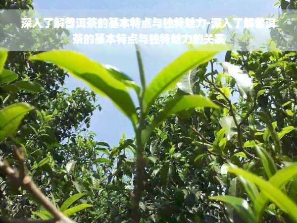 深入了解普洱茶的基本特点与独特魅力-深入了解普洱茶的基本特点与独特魅力的关系