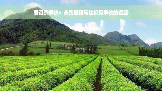 普洱茶争议：从到陷阱与比较有争议的话题