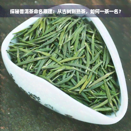 探秘普洱茶命名原理：从古树到熟茶，如何一茶一名？