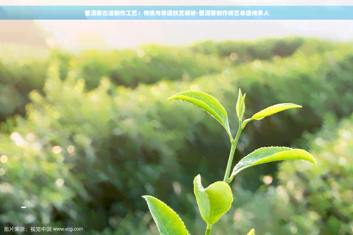 普洱茶古法制作工艺：传统与非遗技艺解析-普洱茶制作技艺非遗传承人