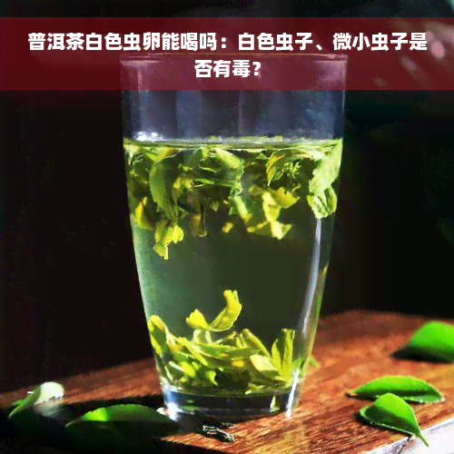 普洱茶白色虫卵能喝吗：白色虫子、微小虫子是否有毒？