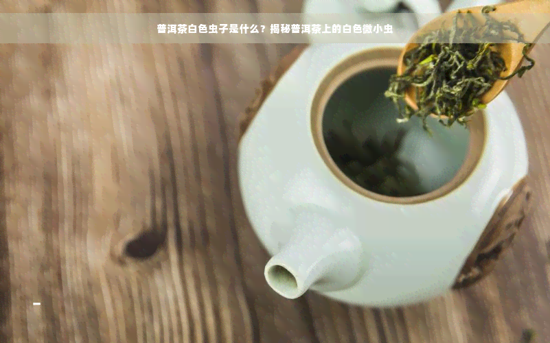 普洱茶白色虫子是什么？揭秘普洱茶上的白色微小虫