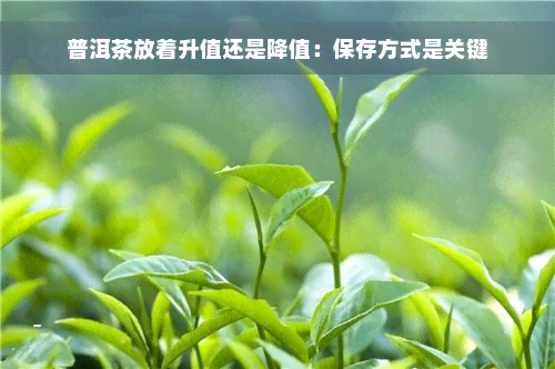 普洱茶放着升值还是降值：保存方式是关键