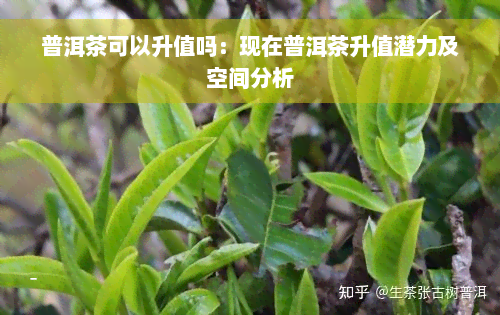 普洱茶可以升值吗：现在普洱茶升值潜力及空间分析