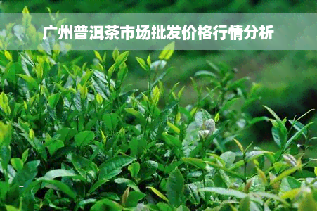 广州普洱茶市场批发价格行情分析