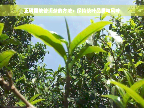 正确摆放普洱茶的方法：保持茶叶品质与风味