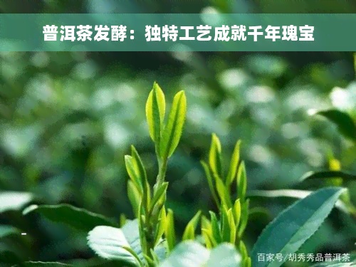 普洱茶发酵：独特工艺成就千年瑰宝