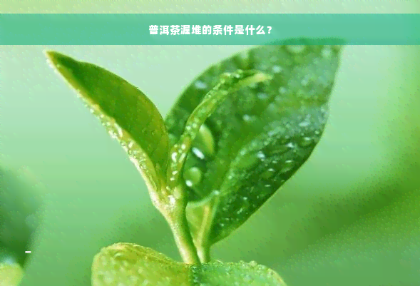 普洱茶渥堆的条件是什么？