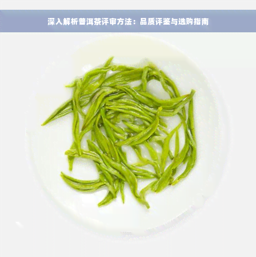 深入解析普洱茶评审方法：品质评鉴与选购指南