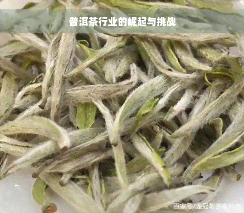 普洱茶行业的崛起与挑战