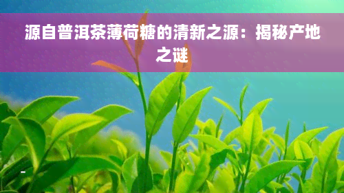 源自普洱茶薄荷糖的清新之源：揭秘产地之谜