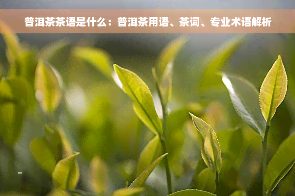 普洱茶茶语是什么：普洱茶用语、茶词、专业术语解析