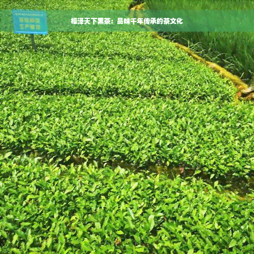 福泽天下黑茶：品味千年传承的茶文化