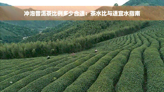 冲泡普洱茶比例多少合适：茶水比与适宜水指南