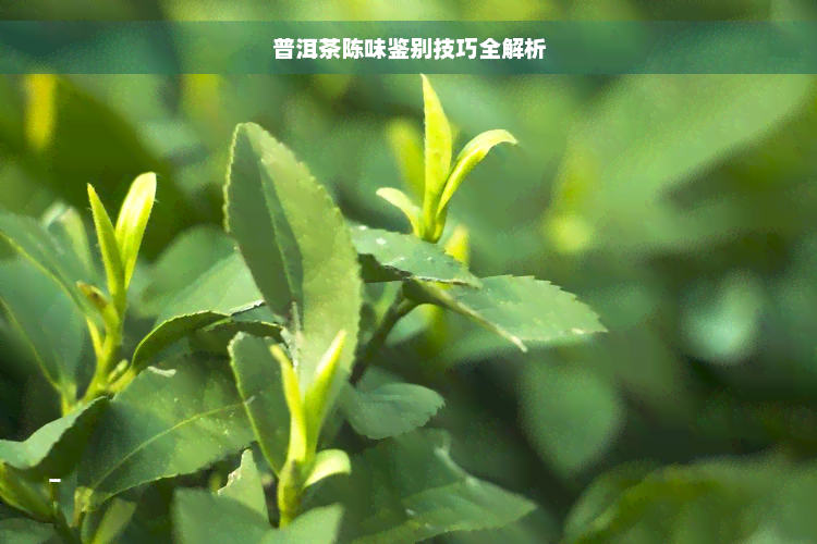 普洱茶陈味鉴别技巧全解析