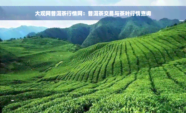 大观网普洱茶行情网：普洱茶交易与茶叶行情查询