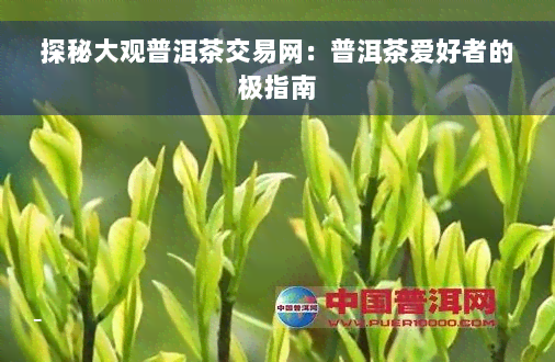 探秘大观普洱茶交易网：普洱茶爱好者的极指南