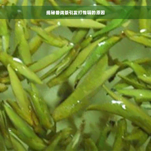 揭秘普洱茶引发打饱嗝的原因