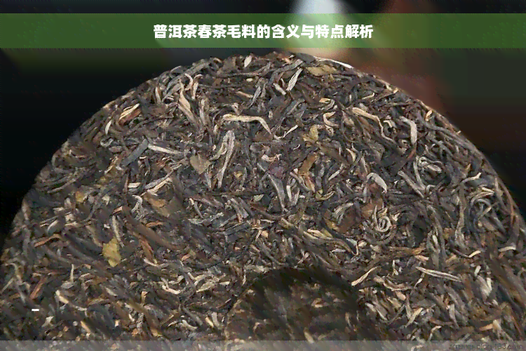 普洱茶春茶毛料的含义与特点解析