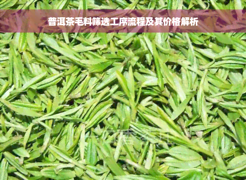 普洱茶毛料筛选工序流程及其价格解析