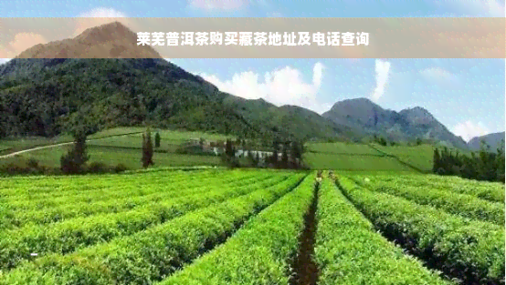 莱芜普洱茶购买藏茶地址及电话查询