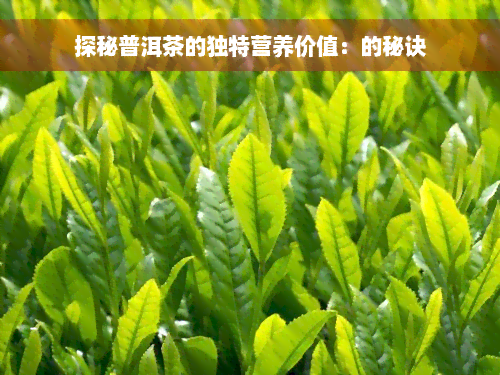 探秘普洱茶的独特营养价值：的秘诀