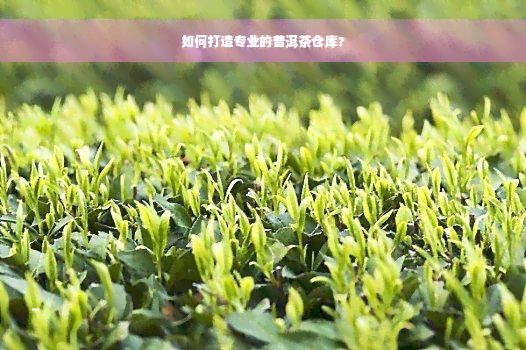 如何打造专业的普洱茶仓库？