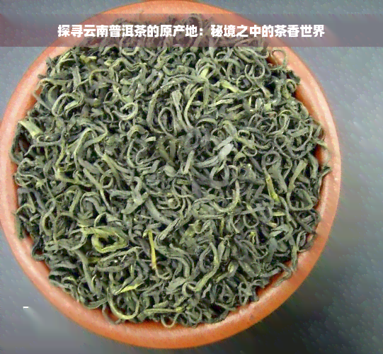 探寻云南普洱茶的原产地：秘境之中的茶香世界