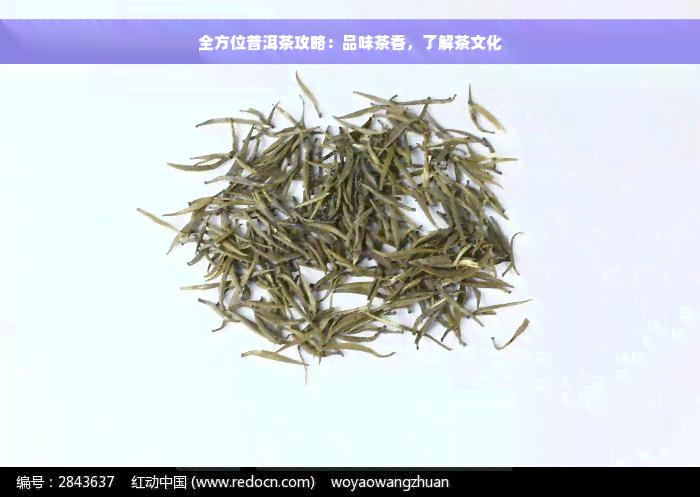 全方位普洱茶攻略：品味茶香，了解茶文化