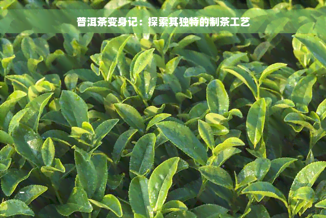 普洱茶变身记：探索其独特的制茶工艺