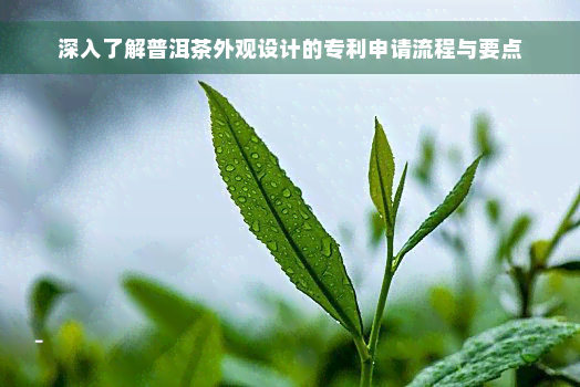 深入了解普洱茶外观设计的专利申请流程与要点