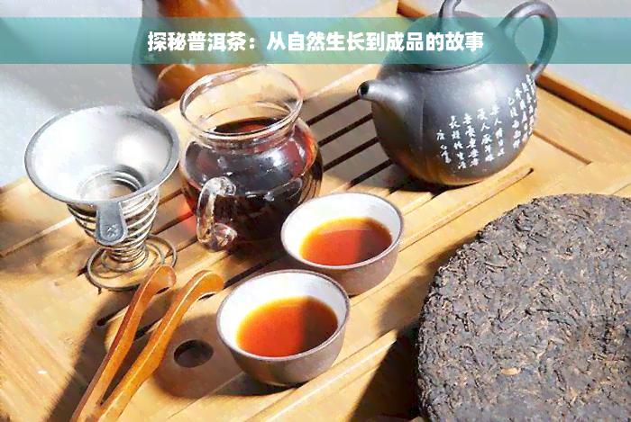 探秘普洱茶：从自然生长到成品的故事