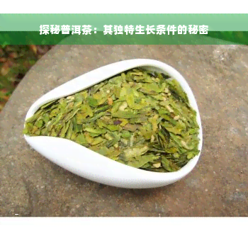 探秘普洱茶：其独特生长条件的秘密