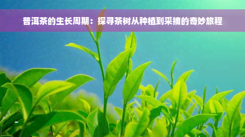 普洱茶的生长周期：探寻茶树从种植到采摘的奇妙旅程