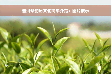 普洱茶的历文化简单介绍：图片展示