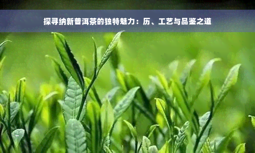 探寻纳新普洱茶的独特魅力：历、工艺与品鉴之道